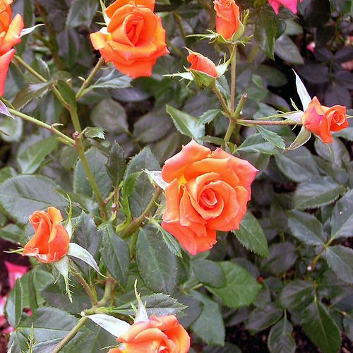 Rosa Bengali® - portocaliu - Trandafir copac cu trunchi înalt - cu flori în buchet - coroană tufiș